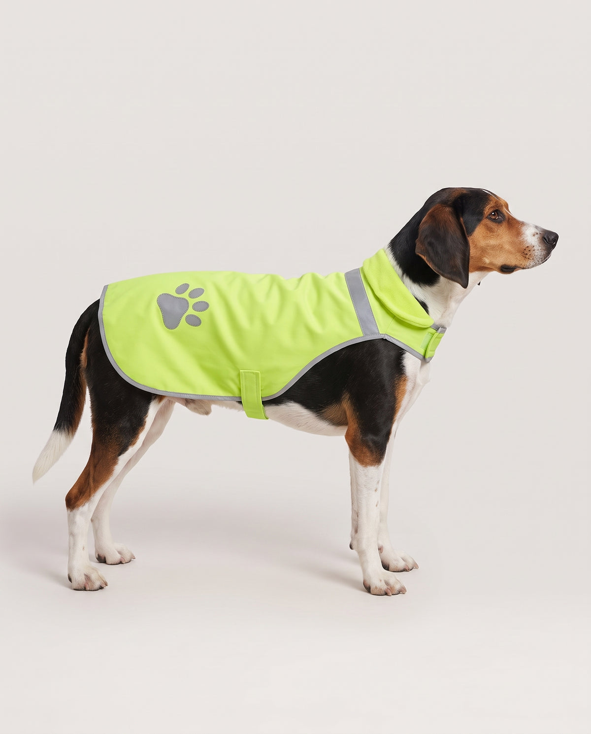 Medium-sized dog wearing the Beckon hi-vis reflective vest in size Medium