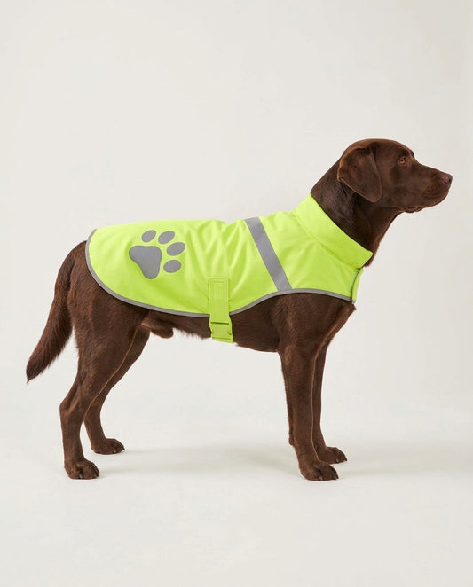 Labrador wearing the Beckon hi-vis reflective dog vest in fluorescent lime green with grey reflective band and paw print
