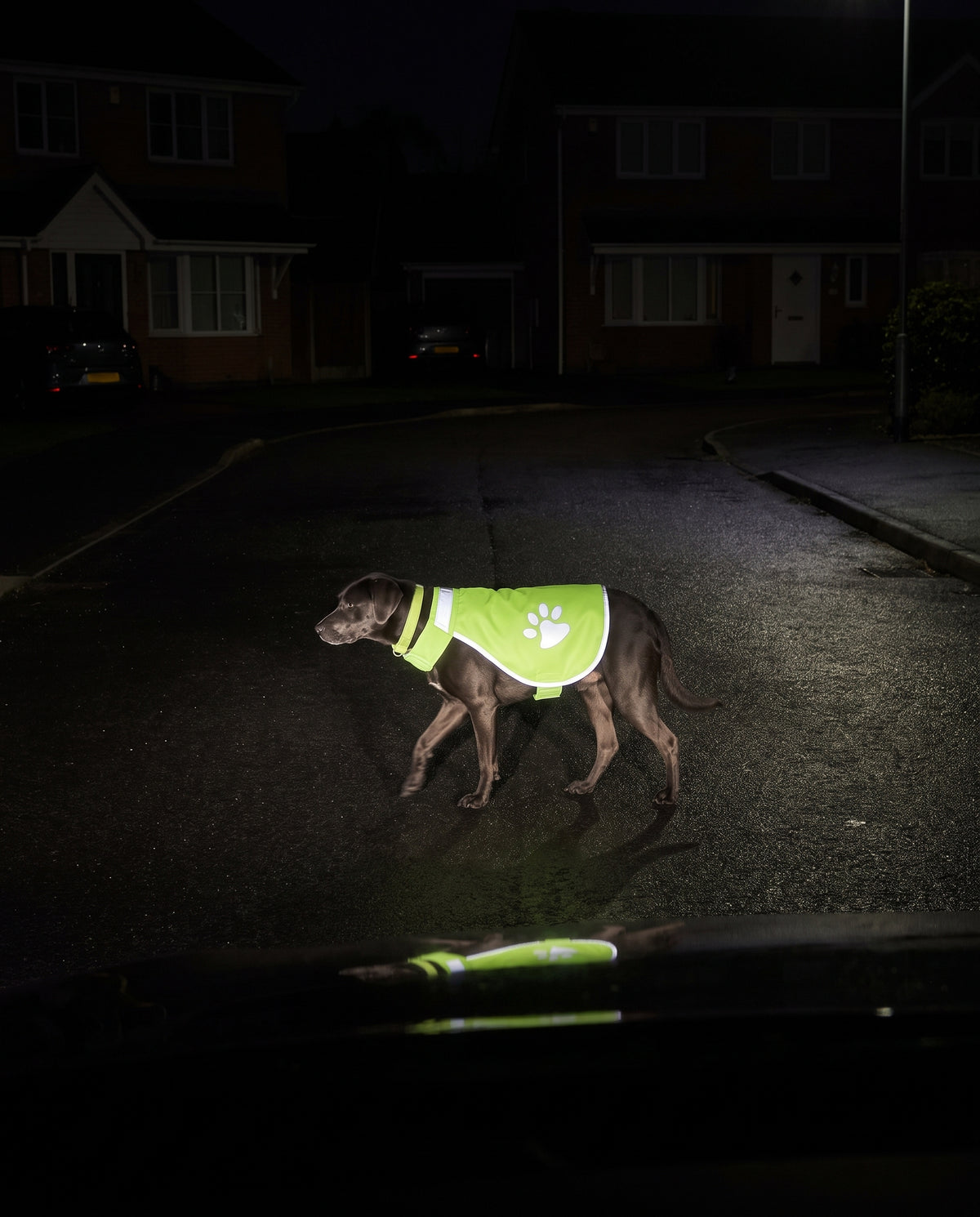 The reflective trim on the Beckon hi-vis dog vest lighting up under car headlights on a dark street